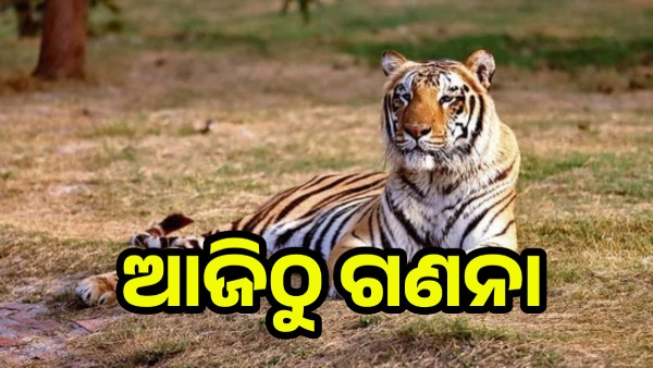 Tiger census