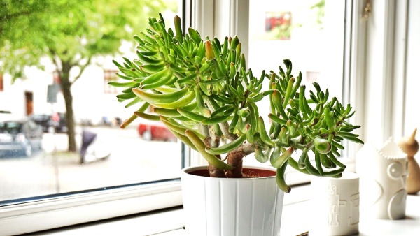 plant these