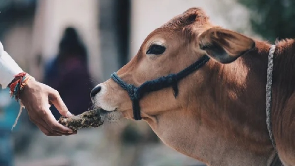 cow