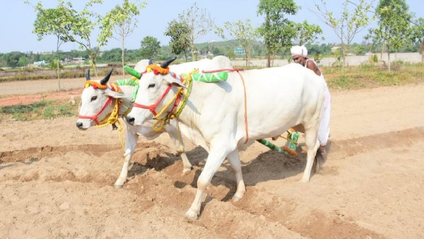 Akshaya Tritiya Akshaya Tritiya