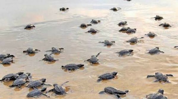 Olive Ridley turtle hatchlings begin their journey into the ocean