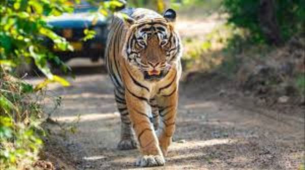 There are 40 maha vilas in Similipal National Park