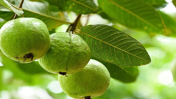 pijuli patra