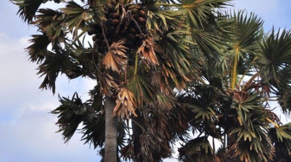 Palm trees to be planted to prevent lightning