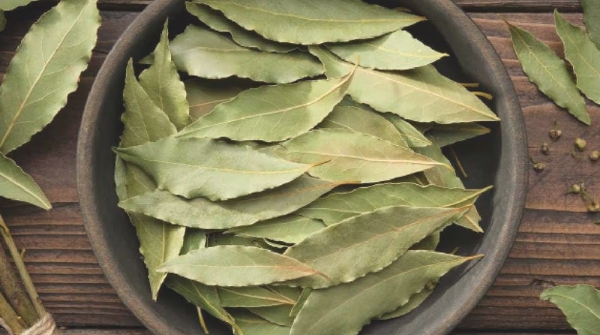 Tejapatra