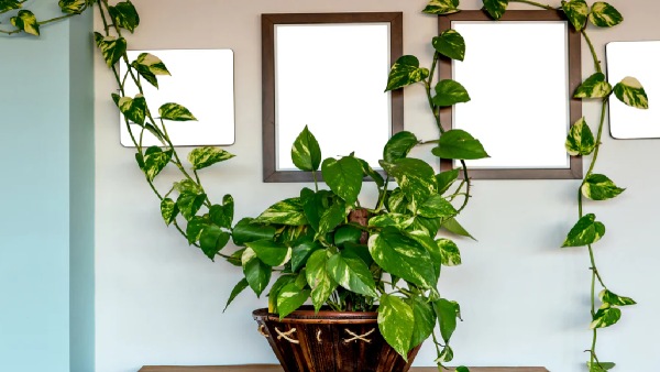 plants