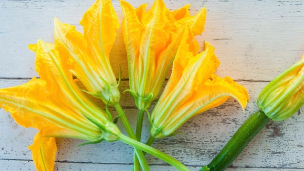 pumpkin flowers