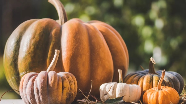 pumpkin