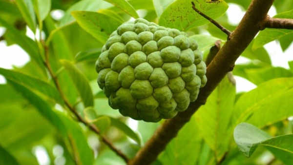 Sita fruit