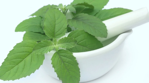 Eat Tulsi leaves every day
