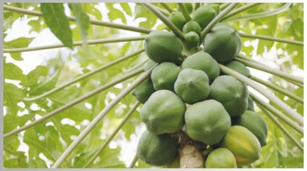 eating papaya