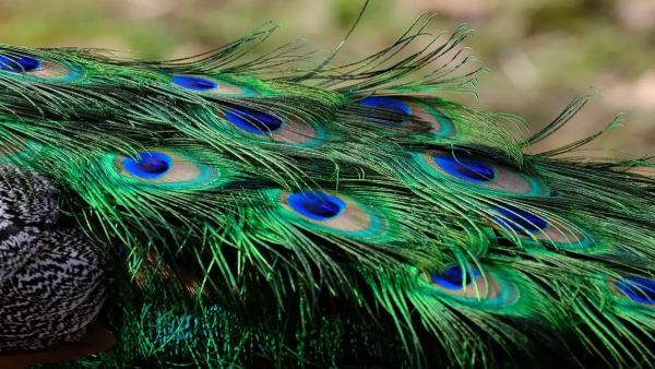 peacock feathers