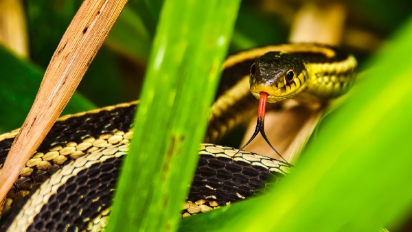 snakes