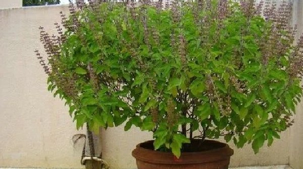 Tulsi trees