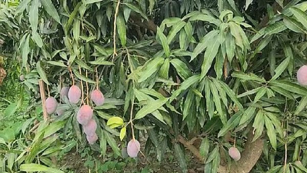 Rajnath mangoes Rajnath mangoes