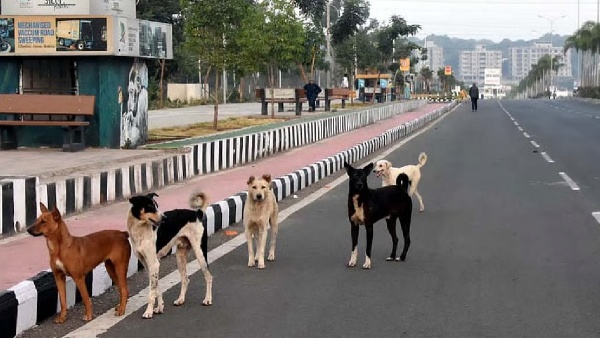dogs