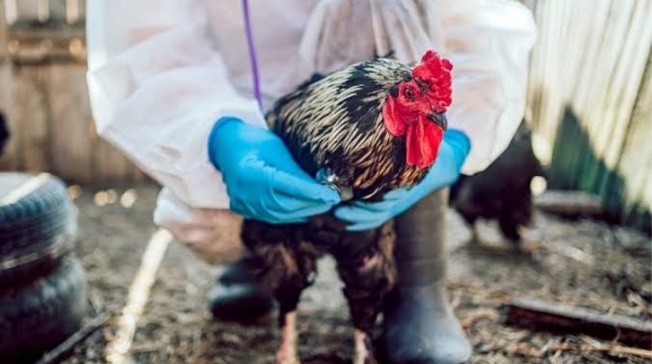 Bird flu confirmed in Delang