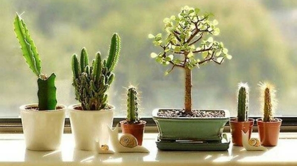 Plant these plants according to Vastu you will get positive energy