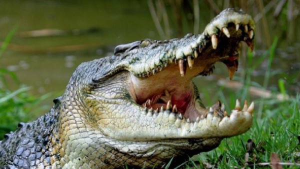 Crocodile Crocodile