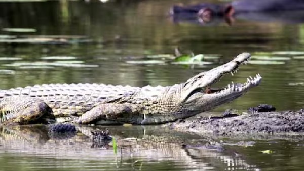 crocodile