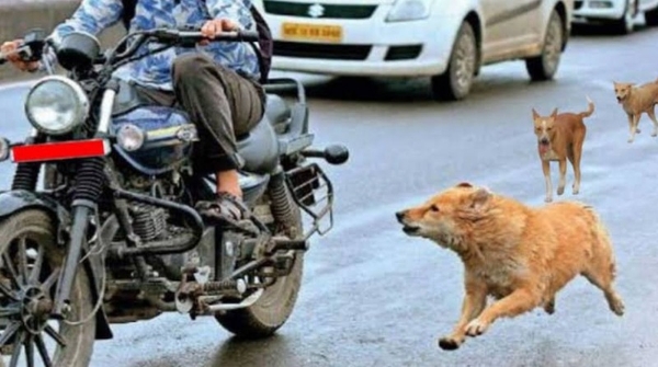 Why do dogs run after moving bikes or cars