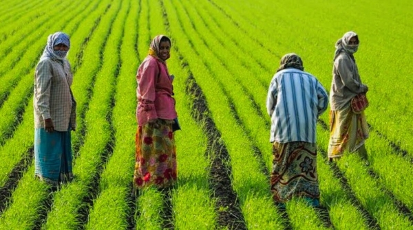 Kharif season paddy harvesting