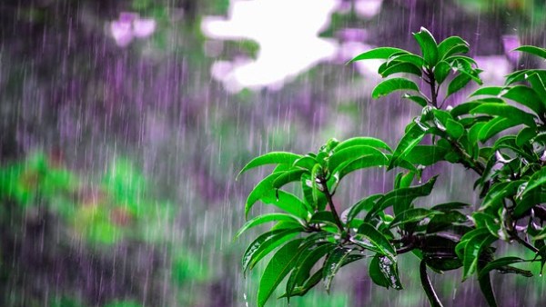 rain