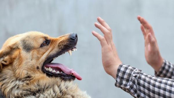 dog