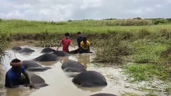 buffalo