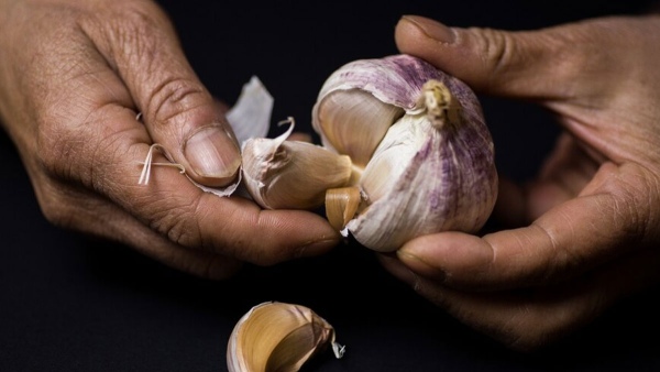 garlic
