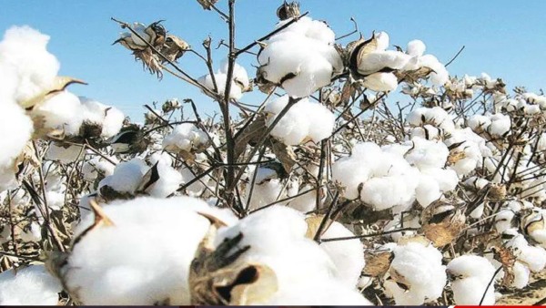 cotton imports