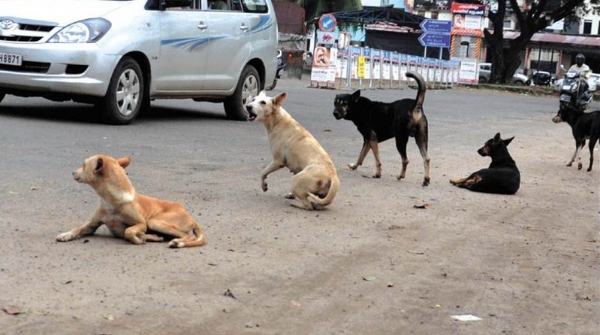 dog counting begins in Bhubaneswar