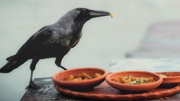 crows