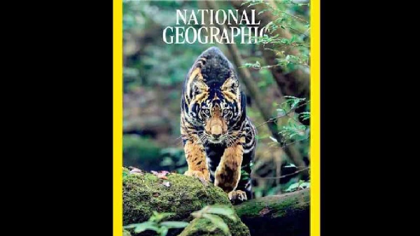 Similipal s giant tiger