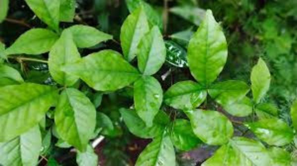 Chew and eat betel leaves on an empty stomach