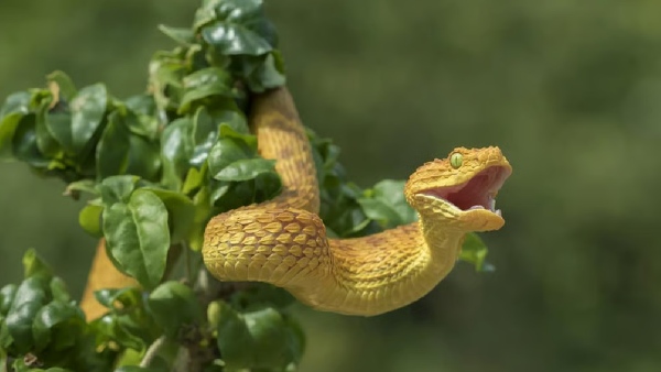 Snakes