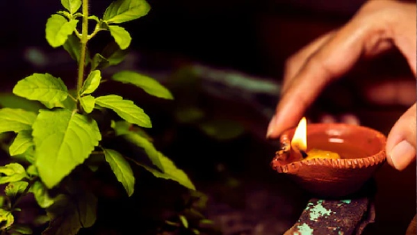 Tulsi Puja Tulsi Puja