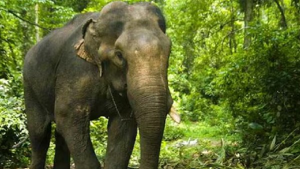 elephant