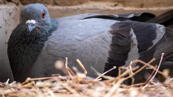 pigeon