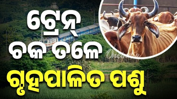 domestic animal killed under train wheels