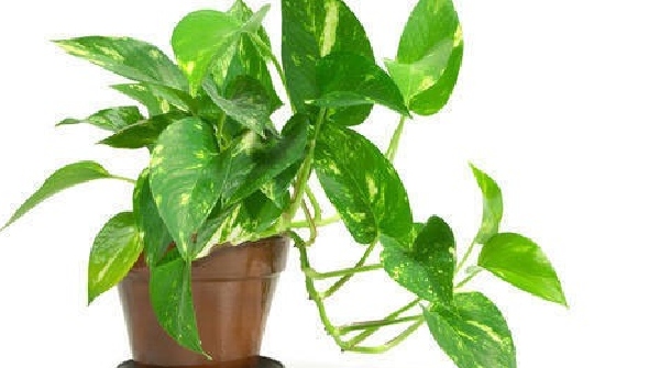 money plant tree money plant tree