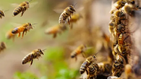 bee