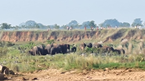 elephants