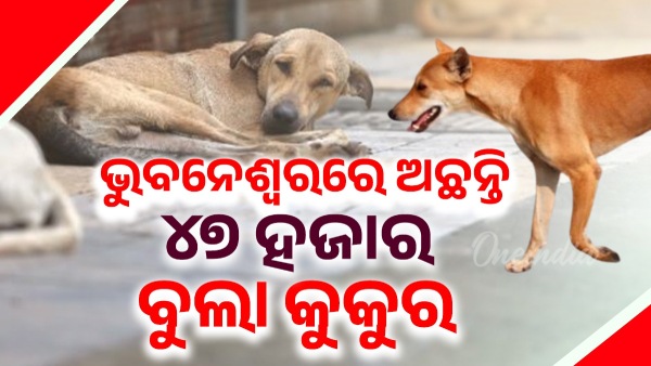 dogs