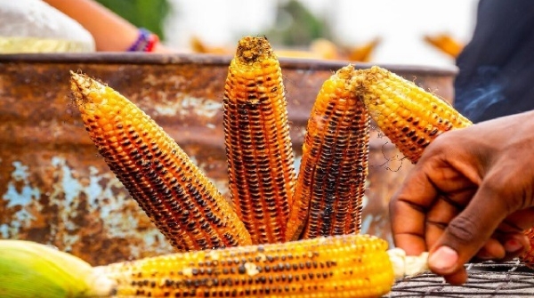 eating corn