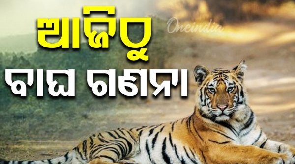 Tiger census begins in Kuldiha from today
