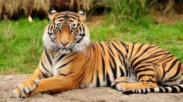 number of tigers in Similipal