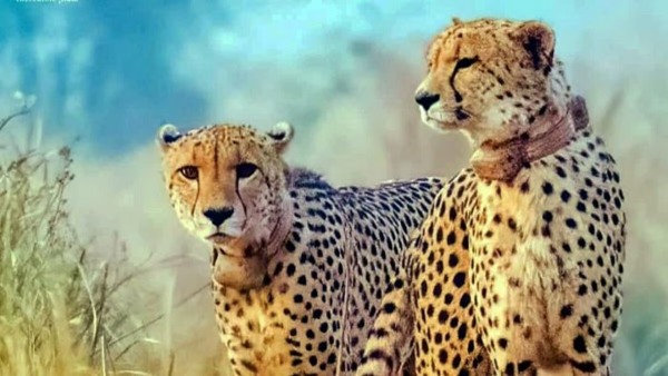 India from Botswana