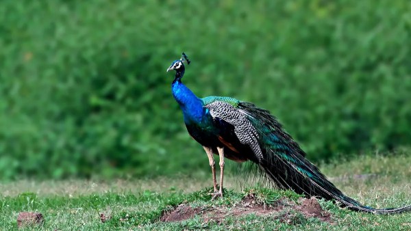peacock