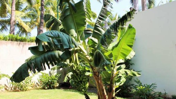banana tree banana tree